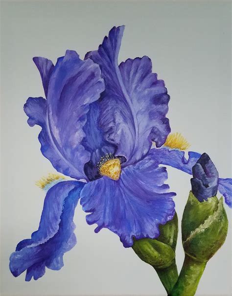 Purple Bearded Iris 20x16 Acrylic Painting On Primed Cotton Canvas