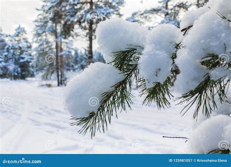 Snow Covered Pine Tree Branches Close Up Stock Image Image Of Pine