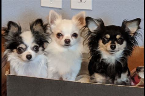 D's Darling AKC Long Hair Chihuahuas - Chihuahua Puppies for Sale in