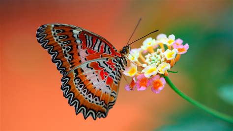 Butterfly On Flower Wallpapers Hd Wallpapers Id 11608