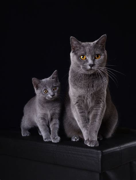 Cat Breeds Chartreux Pets Lovers