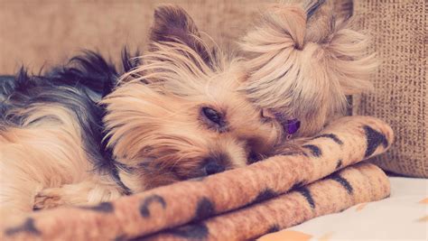 This Disease Affects 80 Of Yorkies Is Your Pup Silently Suffering