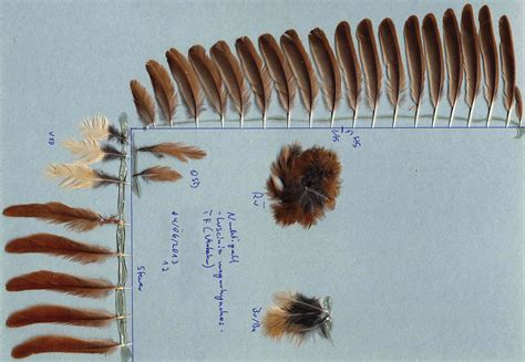 Nightingale Luscinia Megarhynchos Feathers On