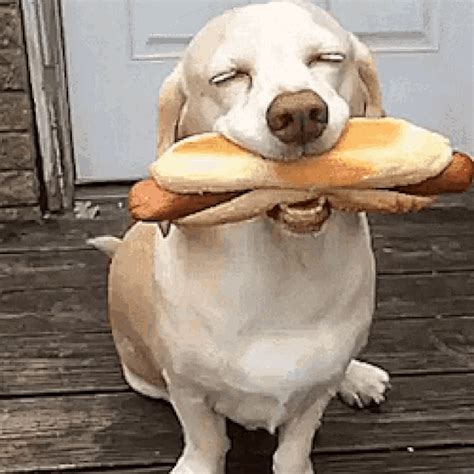 Dog Smile Hot Dogs  Dogsmile Hotdogs Hamburger Discover And Share S