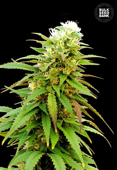 The best autoflowering marijuana seeds for sale at our seed bank with guaranteed arrival & germination. Zkittly Zi Zi Fem Autoflower - 1 Seed - Biltong and Budz
