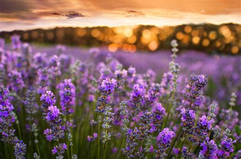 Use a needle and syringe only. What Is Lavender and How to Use It