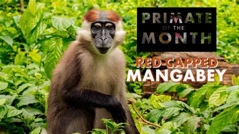 Red Capped Mangabey Primate Of The Month Youtube