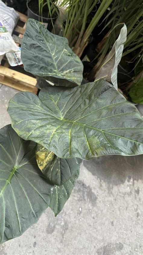 Found this guy at homdepot…what did I get? : r/RareHouseplants