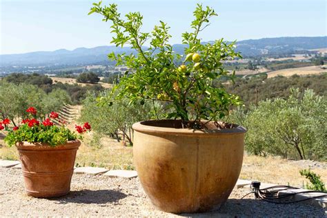 Apple Tree In Pot Ar