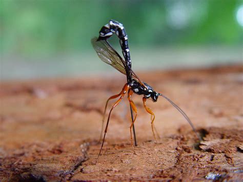 Giant Ichneumon Wasp Rhyssa Persuasoria Hymenoptera