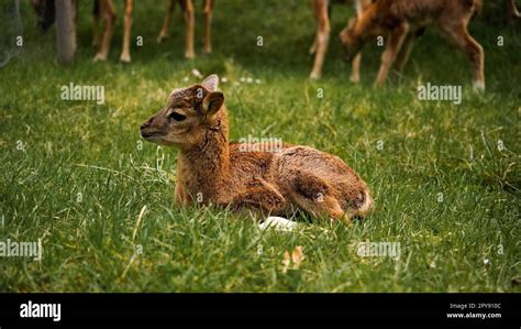 Baby Mouflon Lying In The Grass Stock Photo Alamy