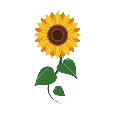 Sunflower Vector Free At Collection Of Sunflower