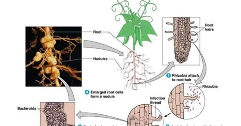 Rhizobium Root Nodules