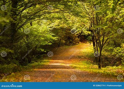 Peaceful Romantic Forest Stock Photo Image Of Peaceful 32862774