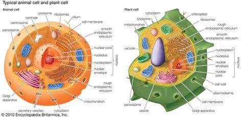 Unit 5 Classification And Cells 6th Grade Science