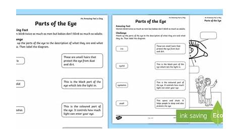 Parts Of The Eye Activity | Worksheet | Twinkl Primary