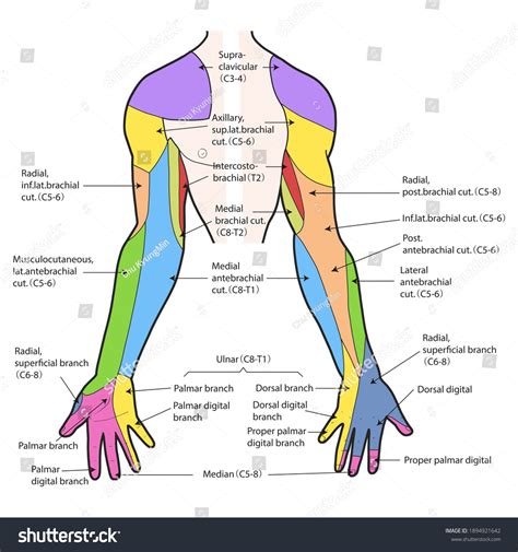 Medizinische Illustration zur Erklärung des Hautarms Stockillustration