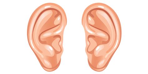 Ear Clip Art Ear Png Download 12712281 Free Transparent Png