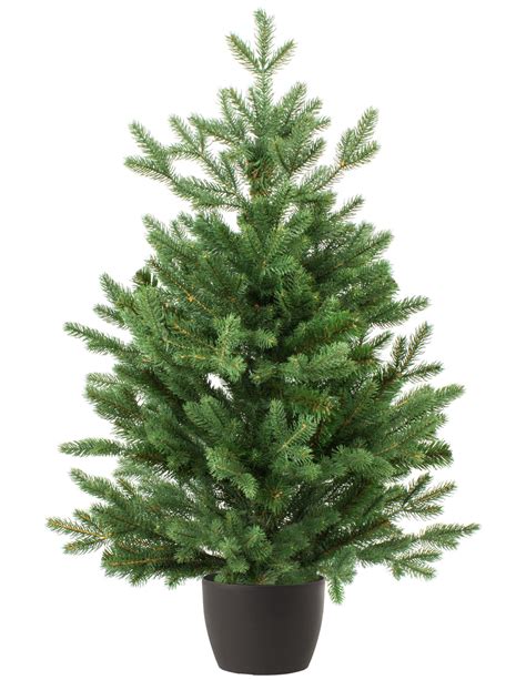 23 Ft Real And Live Christmas Tree In A Pot Nordman Fir ~ 75 100