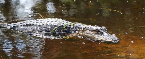 American Alligator Alligator Mississippiensis 26 Aug 2017 Flickr