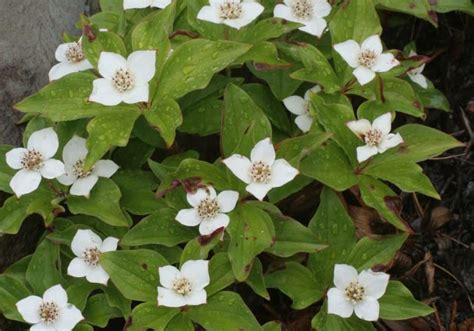 The Cornus Canadensis (Bunchberry) Full Care Guide - BigBoyPlants
