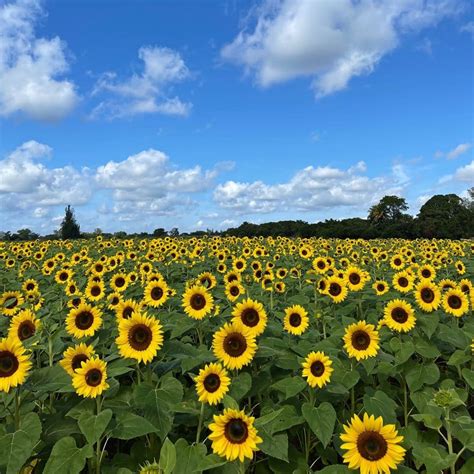 14 Whimsical Sunflower Fields In Florida 2023