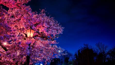 Download Wallpaper 1366x768 Sakura Flowers Lantern Blooms Evening