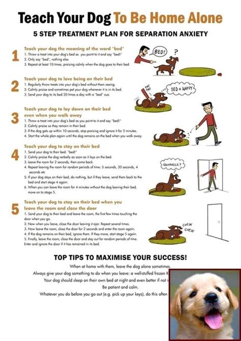 1 Have Dog Behavior Problems Learn About House Training A Puppy With
