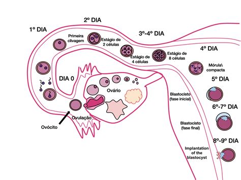 O Desenvolvimento Da Placenta órgão Importante No Desenvolvimento De Mamíferos