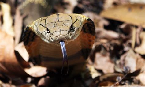 Do King Snakes Kill Rattlesnakes