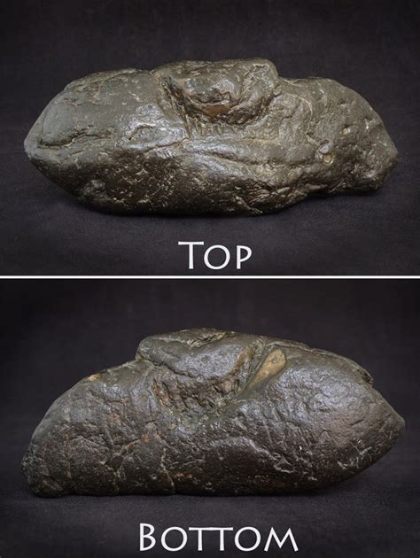 One Mans Incredible Collection Of Fossilised Poop Fossils Earth