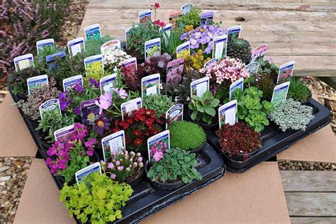 40 Mixed Alpine Plants In 9cm Pots Quality Alpine Plant Collection Of