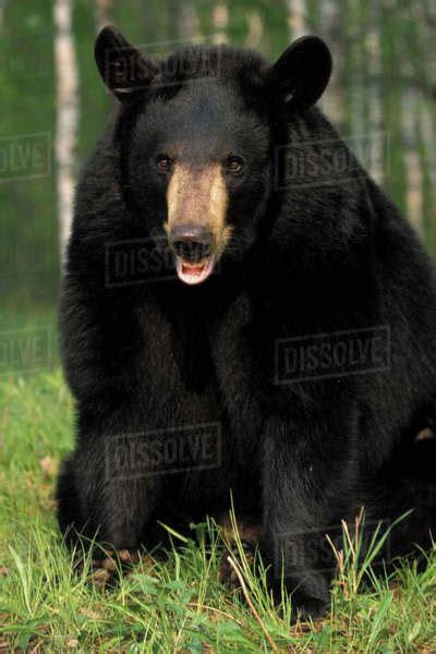 Portrait Of Captive Black Bear Minnesota Stock Photo Dissolve