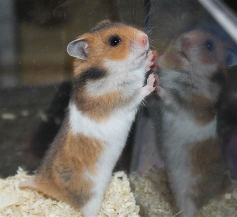 Wonderlands M Poikueen Kuvat Hamster Life Cute Hamsters Hamster Pics