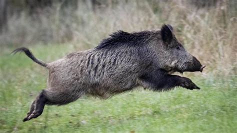 Herd Of High Hogs Wild Boars Bust A Drug Ring In Italy After Eating Rs