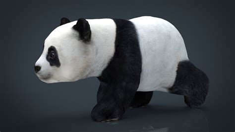 Panda Walking 3d Model Cgtrader