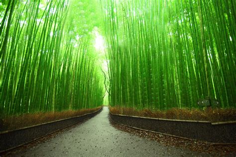 Bamboo Forest In Arashiyama From Wiki Arashiyama Is A Flickr