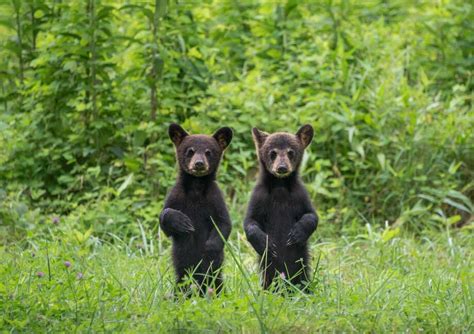 26 Pictures Of Baby Black Bear Cubs Great Concept