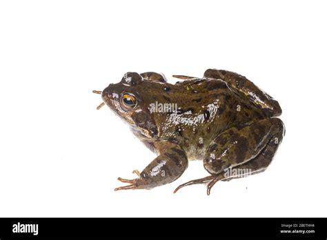 Common Frog Rana Temporaria