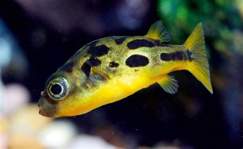 Freshwater Puffer Fish Care Everything You Need To Know