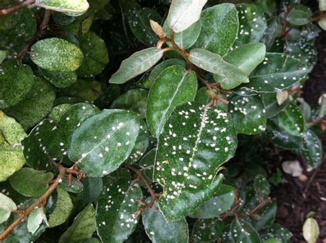 They are especially concentrated near the leaf producing section of the plant. What Are These White Spots On My Eleagnus?