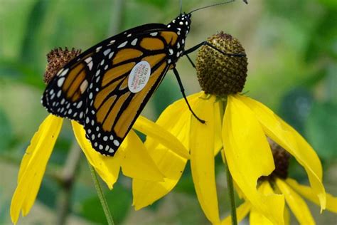 Saving Threatened Monarch Butterflies With Stickers