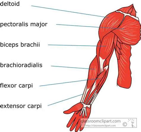 Human Body Anatomy Arms Anatomy Structure