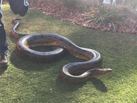 Endeared 37 Year Old Anaconda Is Oldest Living Snake In Captivity