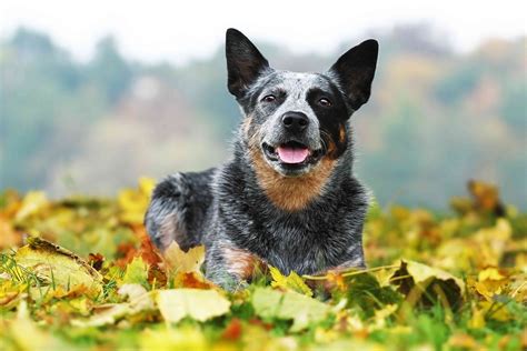 9 Australian Dog Breeds For Aficionados 2022