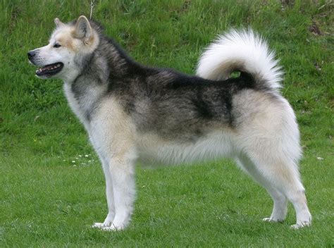 Groenlandse Hond Brazilian Terrier Greenland Dog Every Dog Breed
