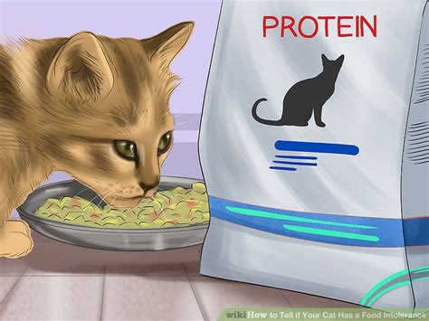 If you are unsure if your cat has fleas, take her to your veterinarian. 3 Ways to Tell if Your Cat Has a Food Intolerance - wikiHow