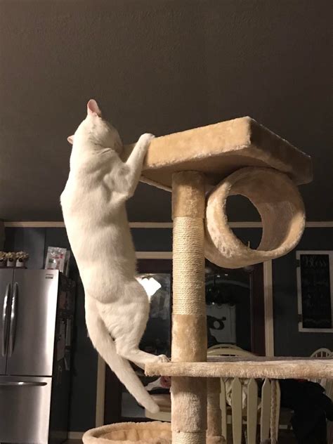 Just A Cat Working Out And Showing Off How Ripped He Is R