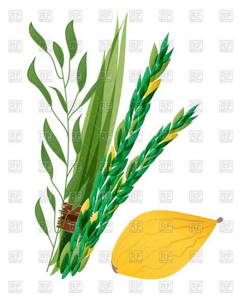 Lulav And Etrog Clipart At Getdrawings Free Download