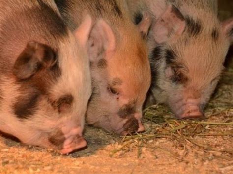 Pig Adoption Ontario Spca And Humane Society